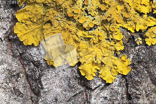 Image of Lichen on a tree