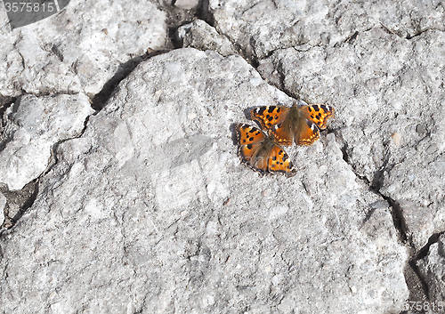 Image of Vanessa atalanta butterflies 