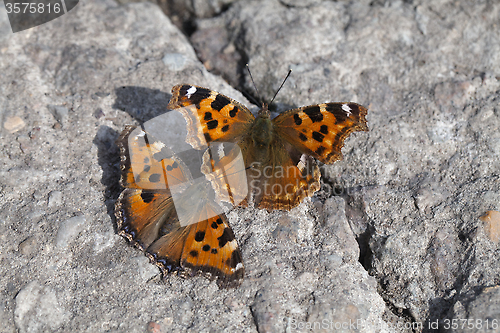 Image of Vanessa atalanta butterflies 