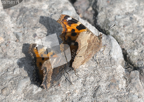 Image of Vanessa atalanta butterflies 