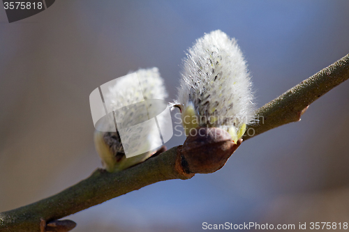 Image of Pussy-willow