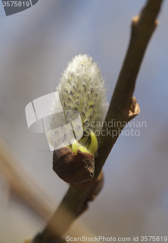 Image of Pussy-willow