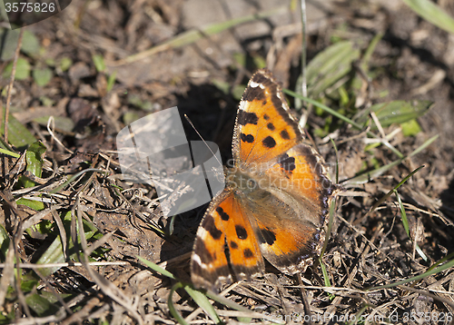 Image of Vanessa atalanta butterfly 