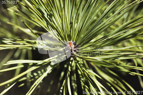 Image of Pine bud in the spring