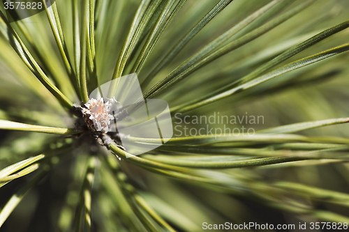 Image of Pine bud in the spring