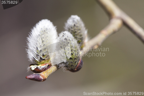 Image of Pussy-willow