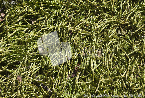 Image of Mossy background