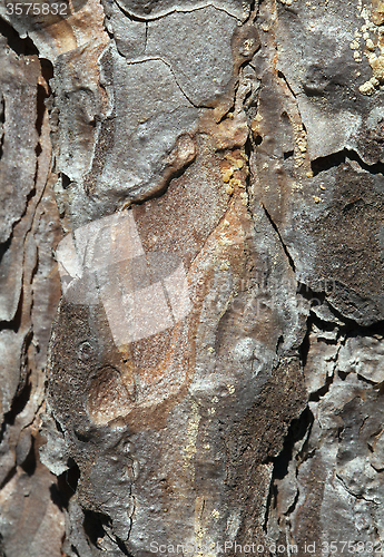 Image of Pine bark