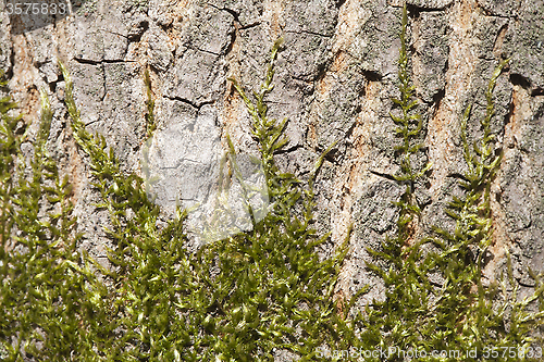Image of Moss on a tree