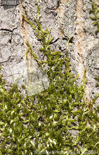 Image of Moss on a tree