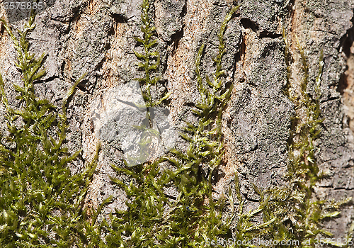 Image of Moss on a tree