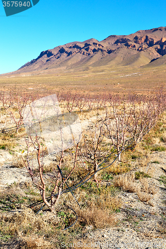 Image of brown bush  in    valley  morocco    vites  dry mountain  