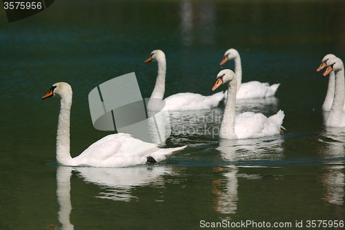 Image of Swans on a lake