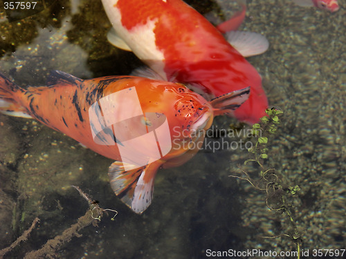 Image of Koi Fish, peeking