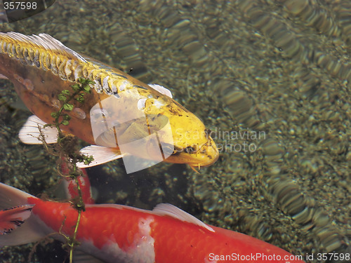 Image of Yellow Koi Swimming