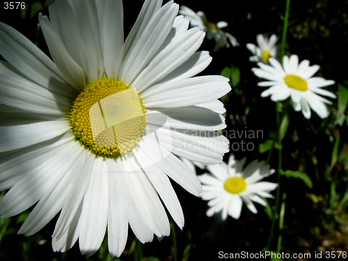 Image of marguerites