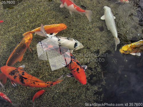 Image of Koi Fish School