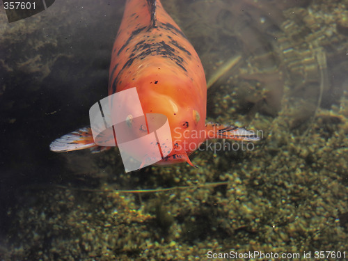 Image of Nosey Orange Koi Fish