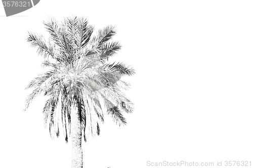 Image of tropical palm in morocco africa alone and the sky