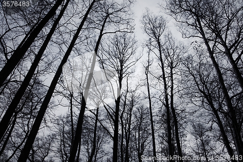 Image of Bare trees