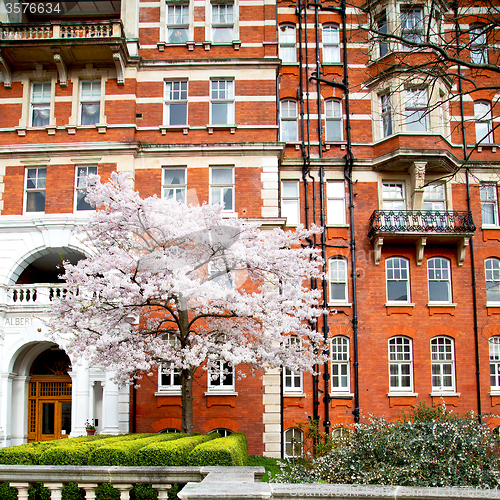 Image of tree  window in europe london  red brick wall     and      histo