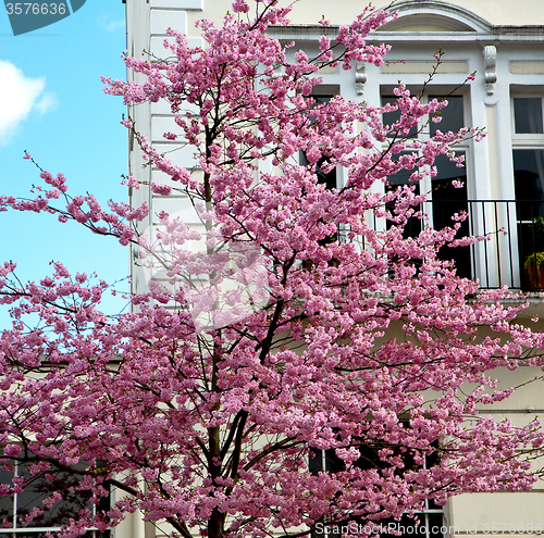 Image of tree  window in europe london  red brick wall     and      histo