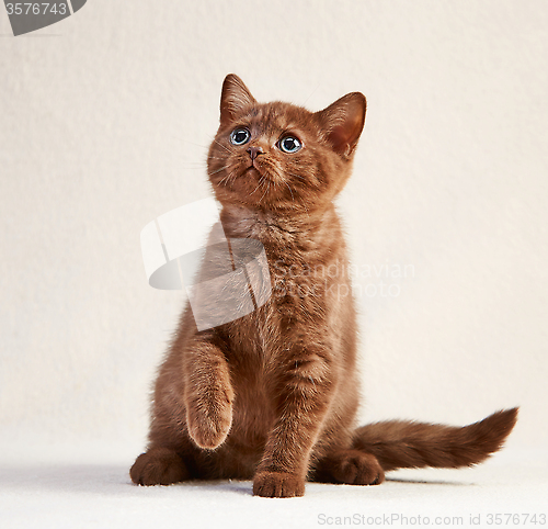 Image of british short hair kitten