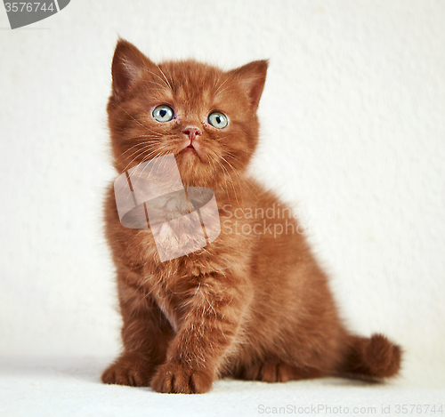 Image of british short hair kitten