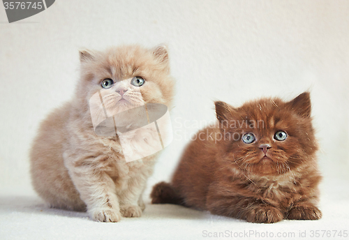 Image of British long hair kittens