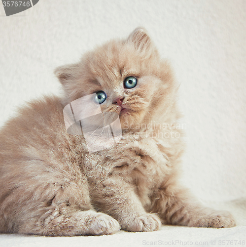 Image of British long hair kitten