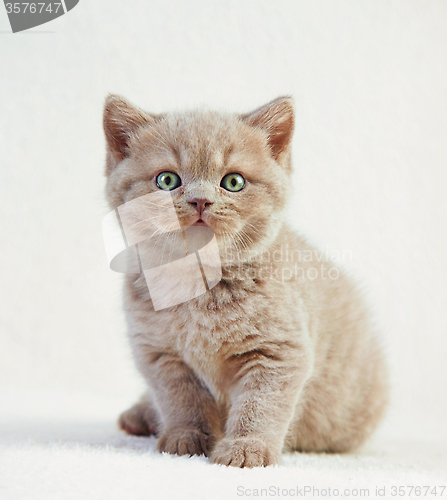 Image of portrait of british short hair kitten