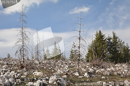 Image of Dead forest in the mountains