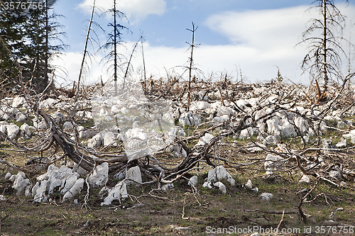 Image of Dead forest in the mountains