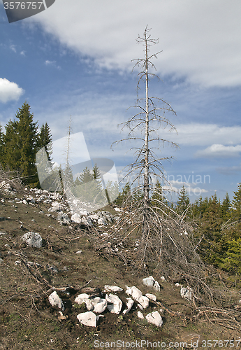 Image of Dead forest in the mountains