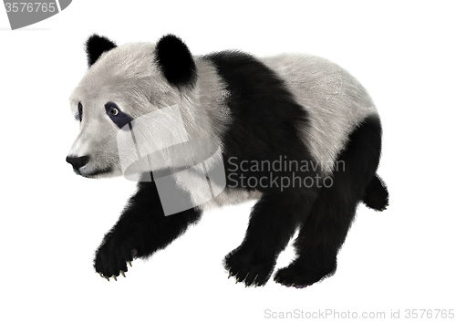 Image of Panda Bear Cub