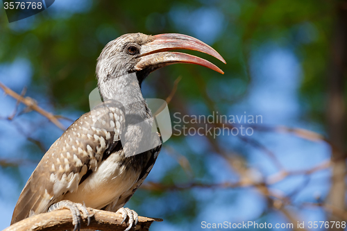 Image of Yellow-billed Hornbill sitting on a branch and rest