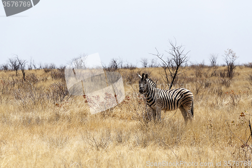 Image of Zebra in african bush