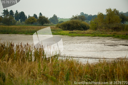 Image of reeds at the pond, autumn scene