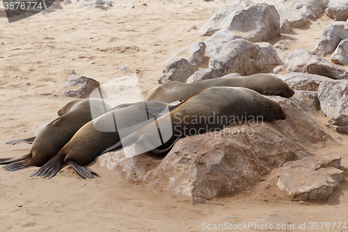 Image of sea lions in Cape Cross, Namibia, wildlife