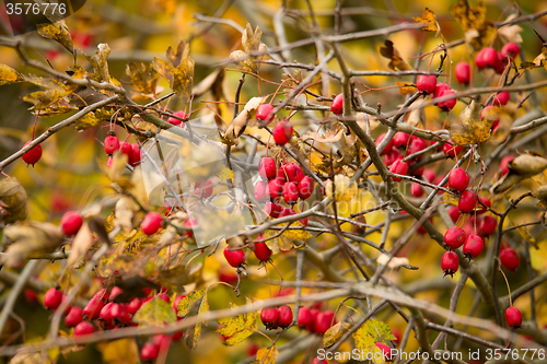 Image of wild rosehips in nature, beautiful background