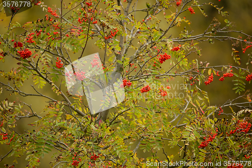 Image of tree of Rowan Berries (Sorbus aucuparia)