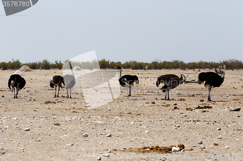 Image of Ostrich Struthio camelus, in Etosha, Namibia