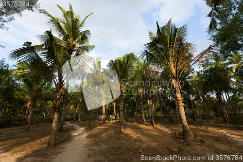 Image of coco-palm tree forrest, Bali, Nusa Penida, Indonesia