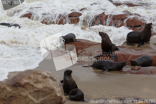 Image of sea lions in Cape Cross, Namibia, wildlife