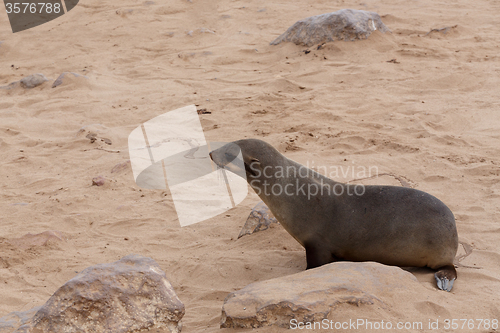 Image of sea lions in Cape Cross, Namibia, wildlife