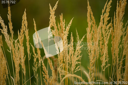 Image of Close-up of yellow autumn grass after dry summer