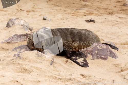 Image of sea lions in Cape Cross, Namibia, wildlife