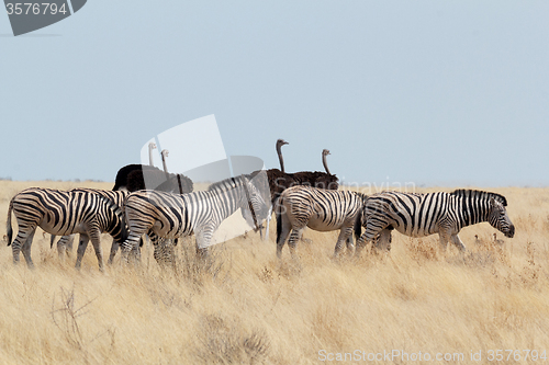 Image of Zebra and ostrich in african bush