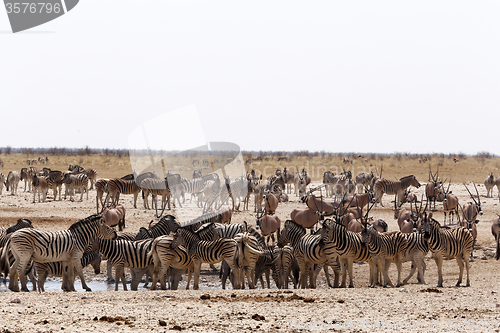 Image of crowded waterhole with zebras, springbok and orix