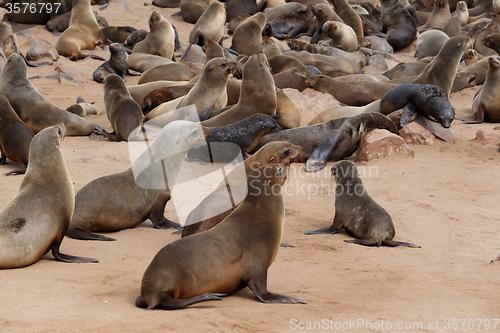 Image of sea lions in Cape Cross, Namibia, wildlife